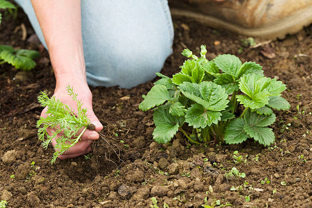 Control you weeds