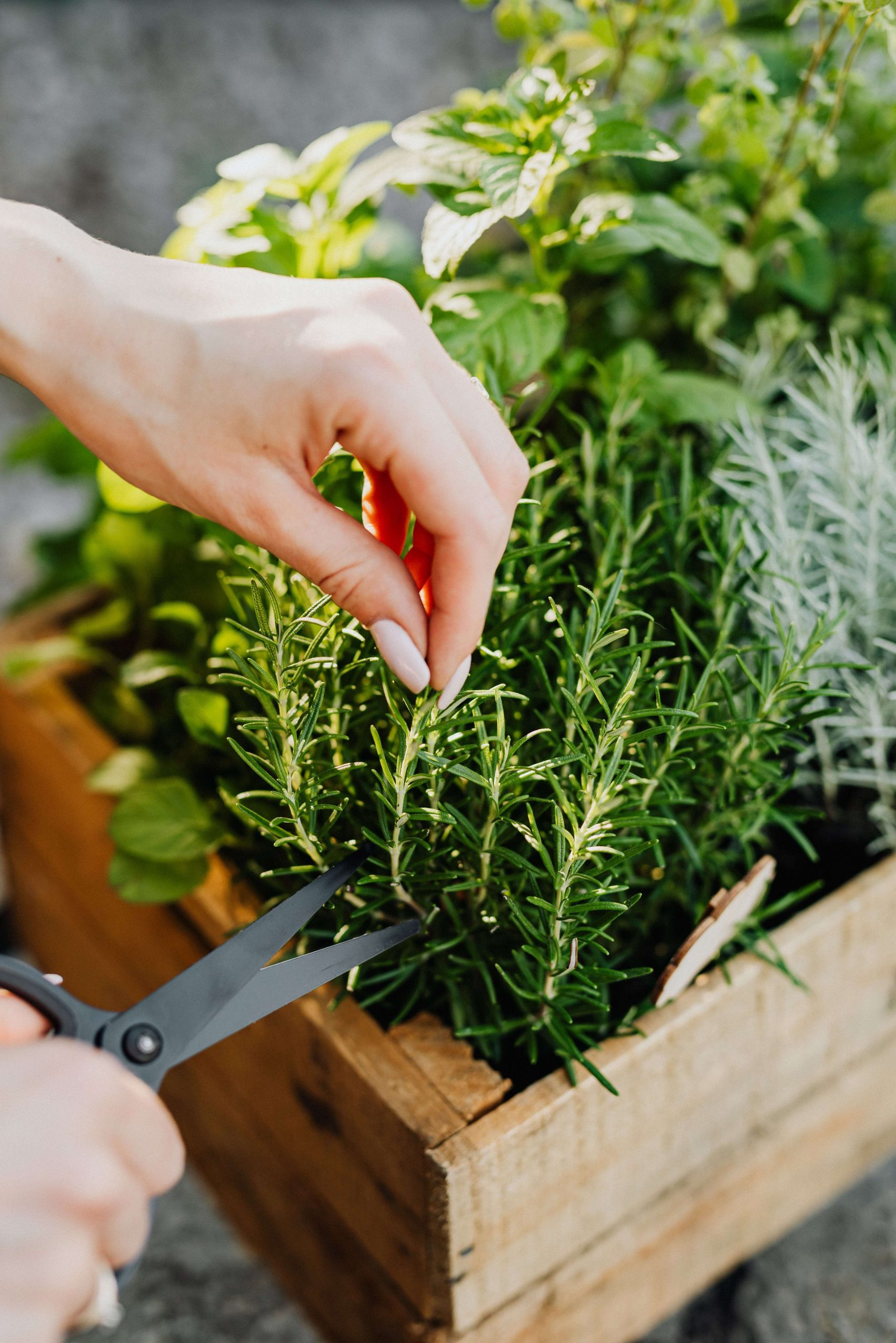 kitchen herbs in a container