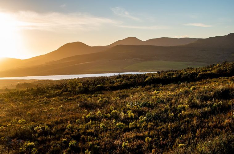 Conservationists efforts to preserve SA's most endangered species