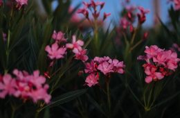 oleanders