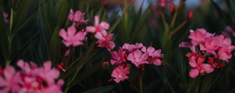 oleanders