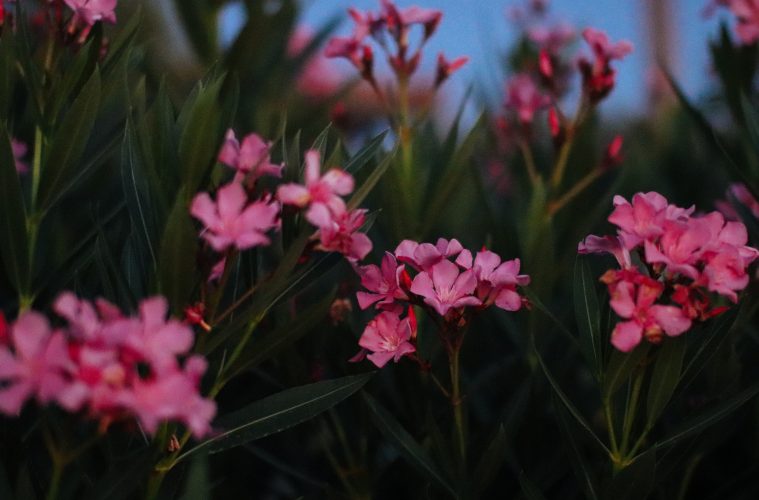 oleanders