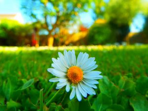 Protect your plants from the heat wave with these 5 tips