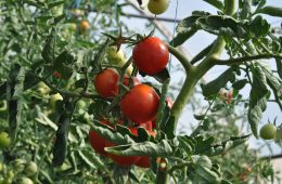 veggie garden