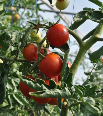 veggie garden