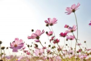 5 Plants that love basking in the sun