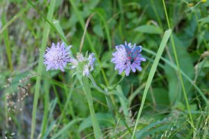 How to grow pincushions