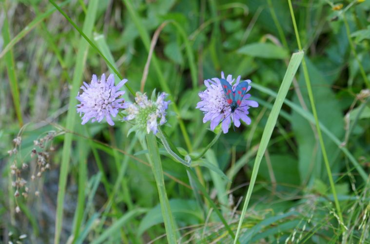 How to grow pincushions