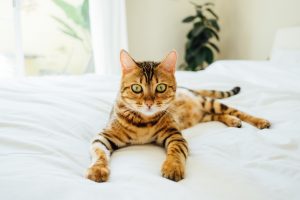 pets