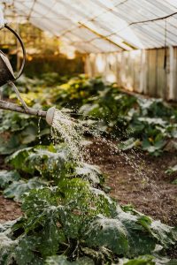 watering the garden