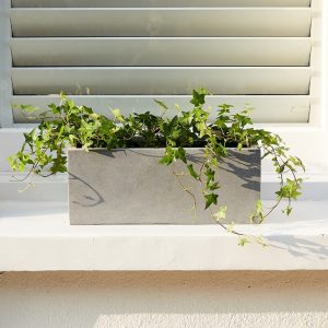 Ivy plant on window shell