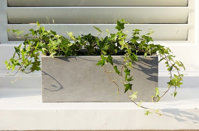 Ivy plant on window shell