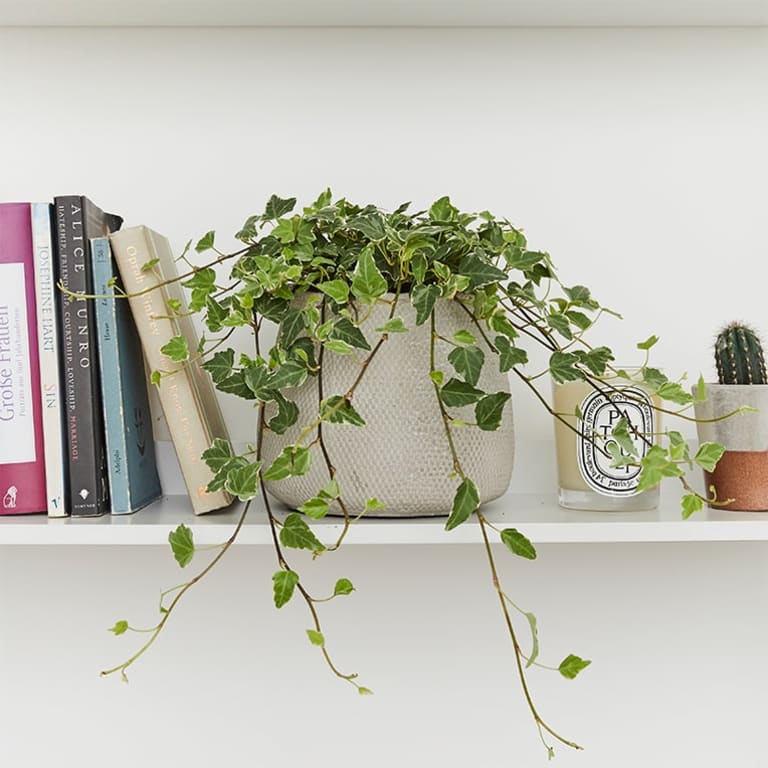Ivy plant on bookshelve