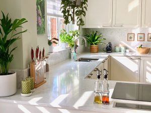 6 Houseplants in the kitchen