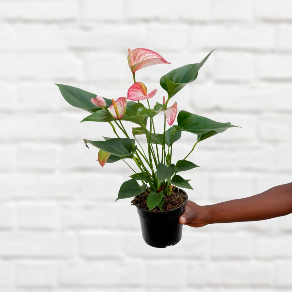 pink indoor plants