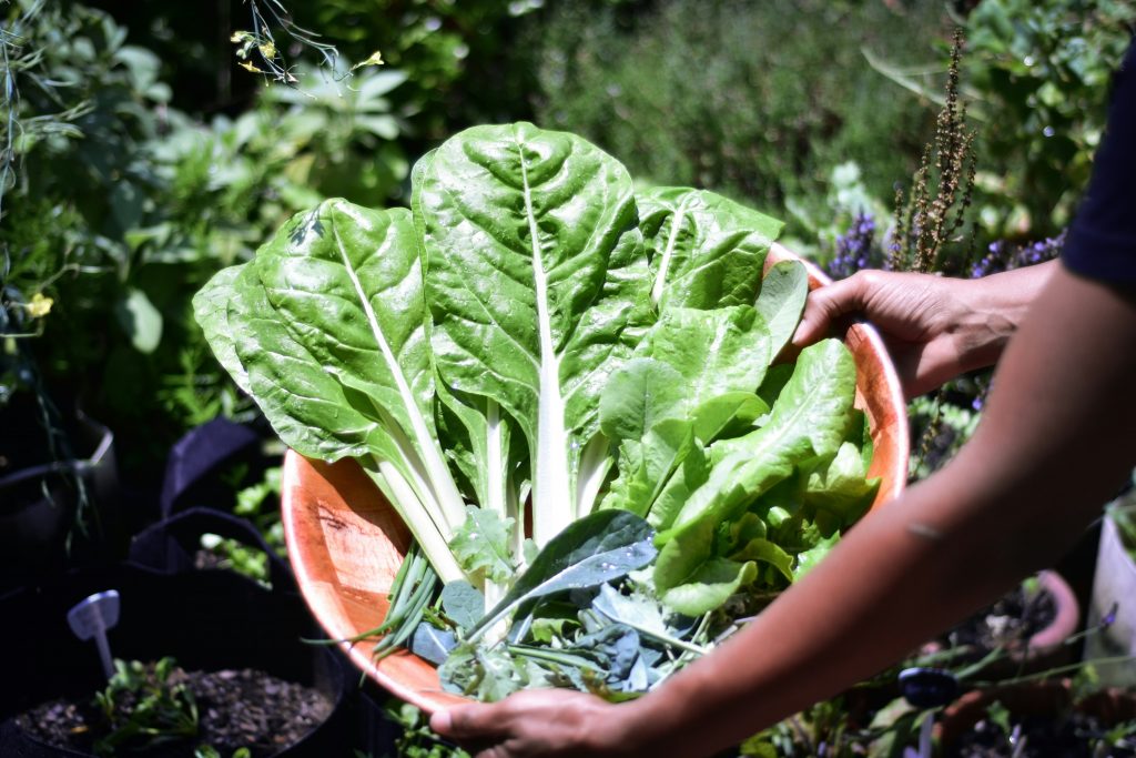 Benefits of growing own vegetables 3 (1)