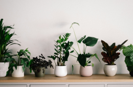 Houseplants in a home on a shelf