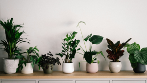 Houseplants in a home on a shelf