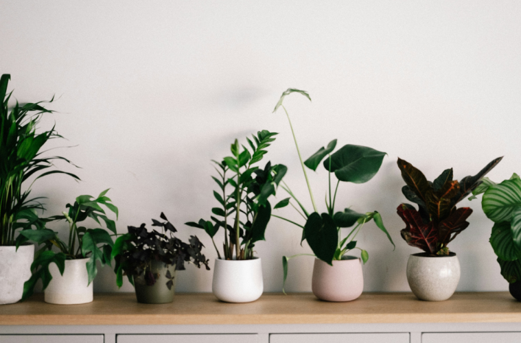 Houseplants in a home on a shelf