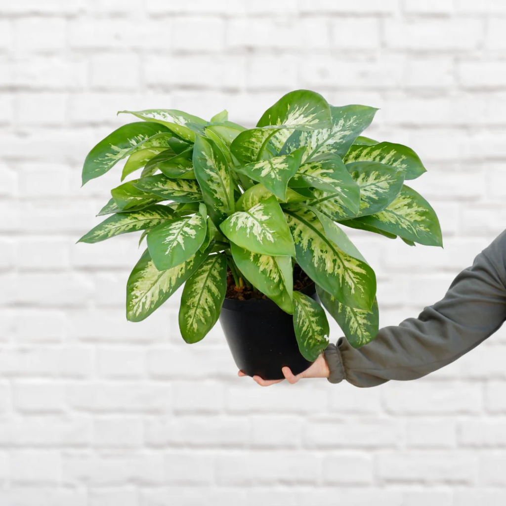 Indoor plants