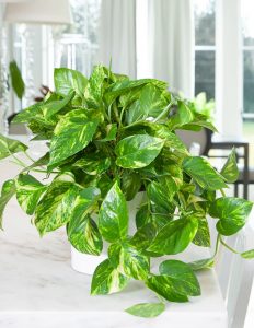 Indoor plants