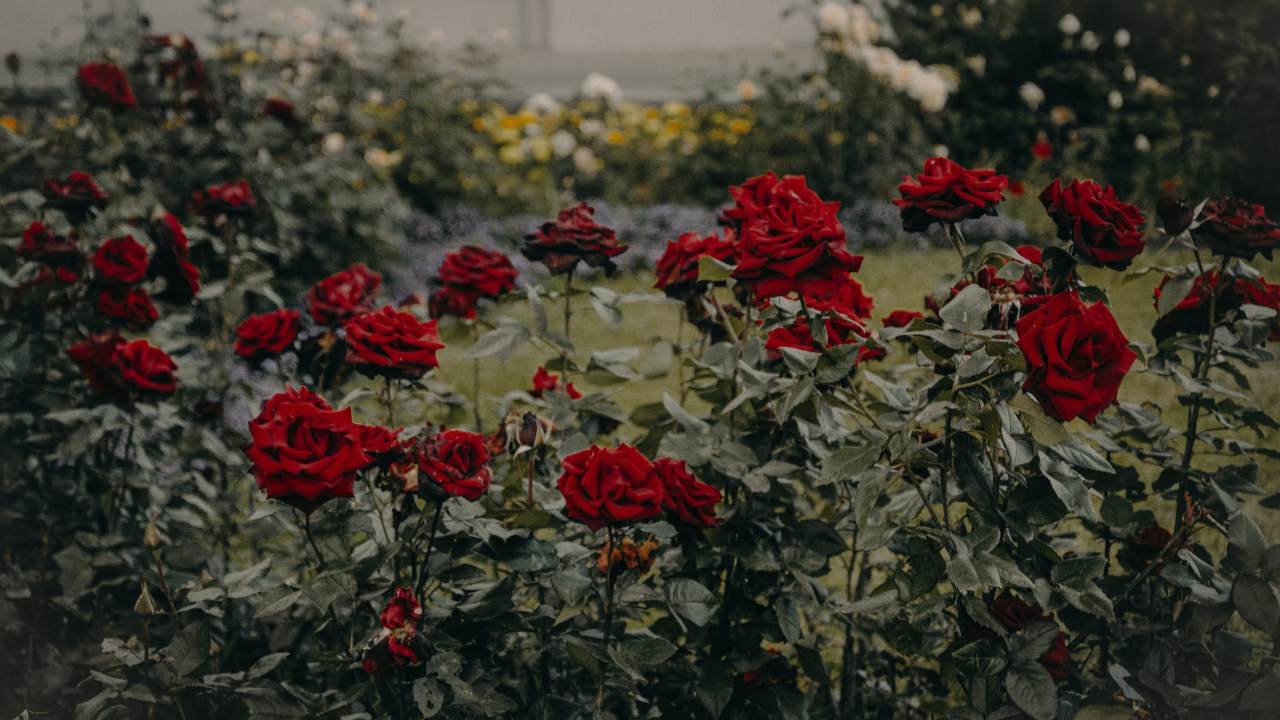 A rose bush of red roses