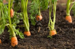 Growing a vegetable garden