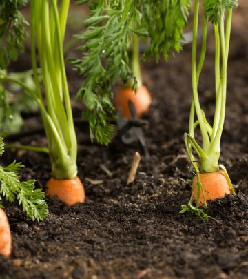 Growing a vegetable garden