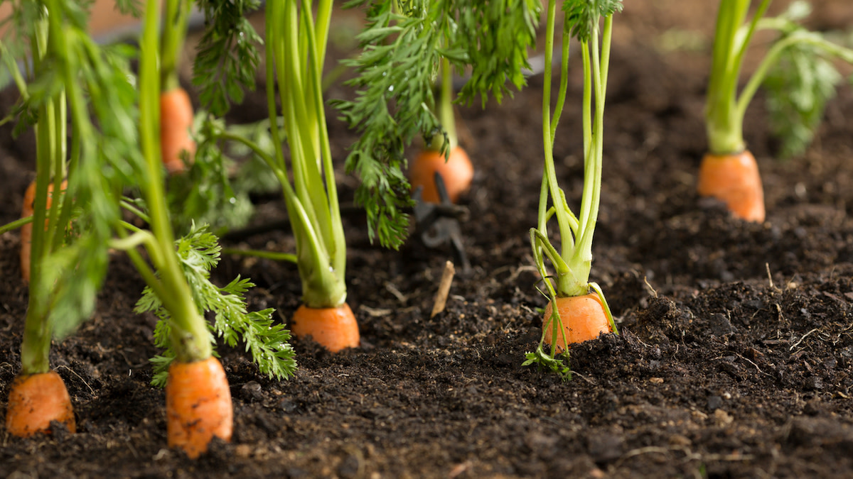 Growing a vegetable garden