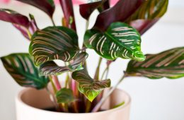 Houseplants with pink leaves