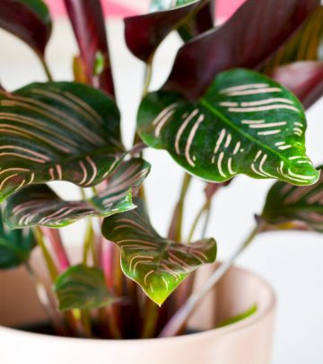 Houseplants with pink leaves