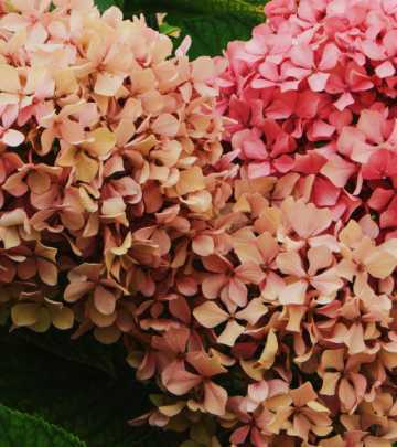 hydrangeas