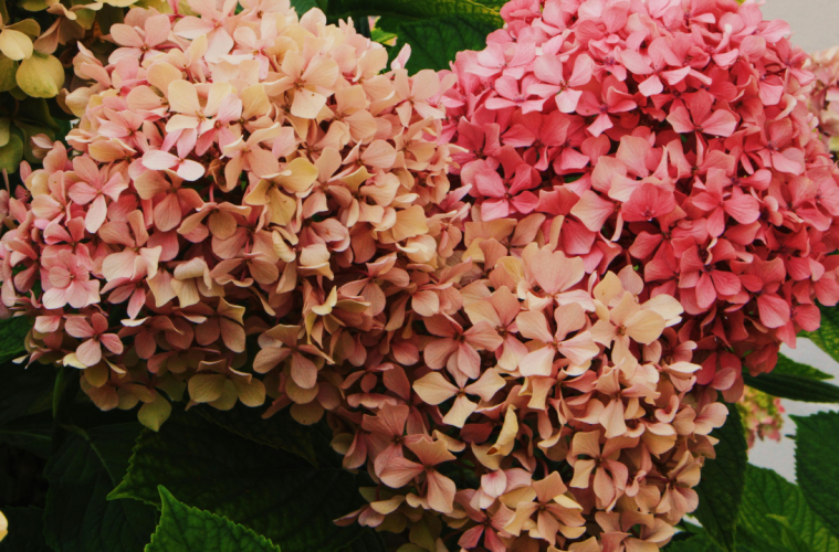 hydrangeas