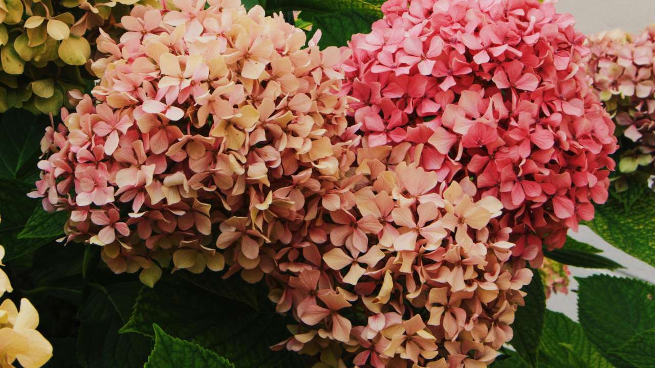 hydrangeas