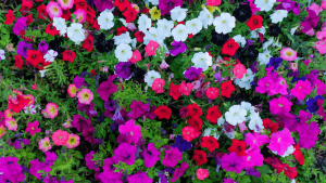 How to grow and care for Petonias in your garden (1)