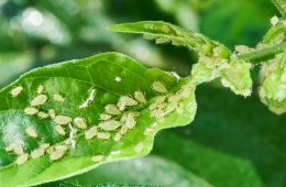 How to keep aphids at bay in your garden