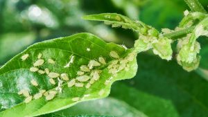 How to keep aphids at bay in your garden