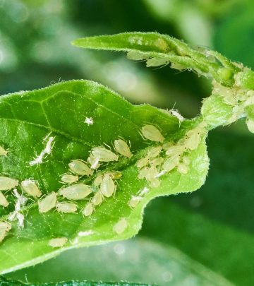 How to keep aphids at bay in your garden