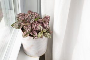 indoor plants