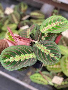 pink indoor plants