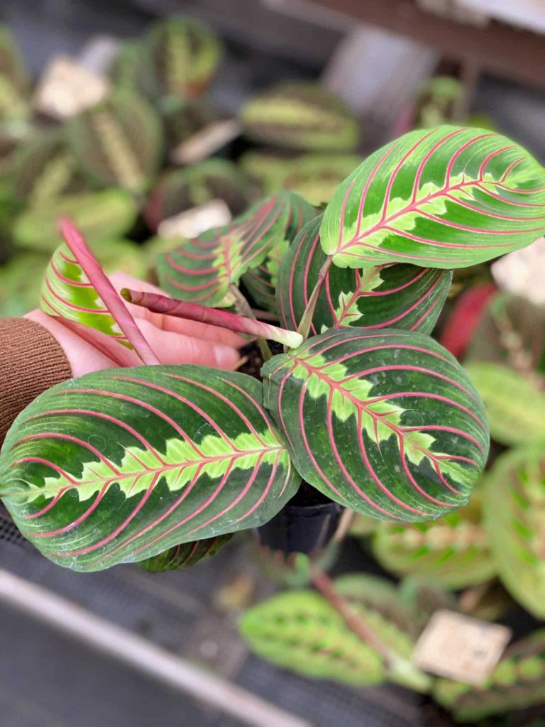 pink indoor plants