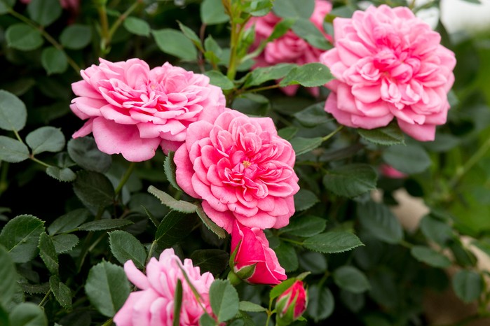 Pink patio roses