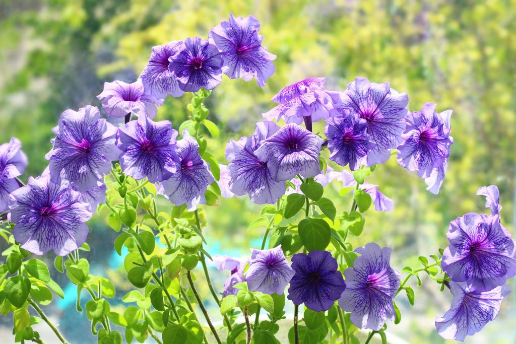 Petunias