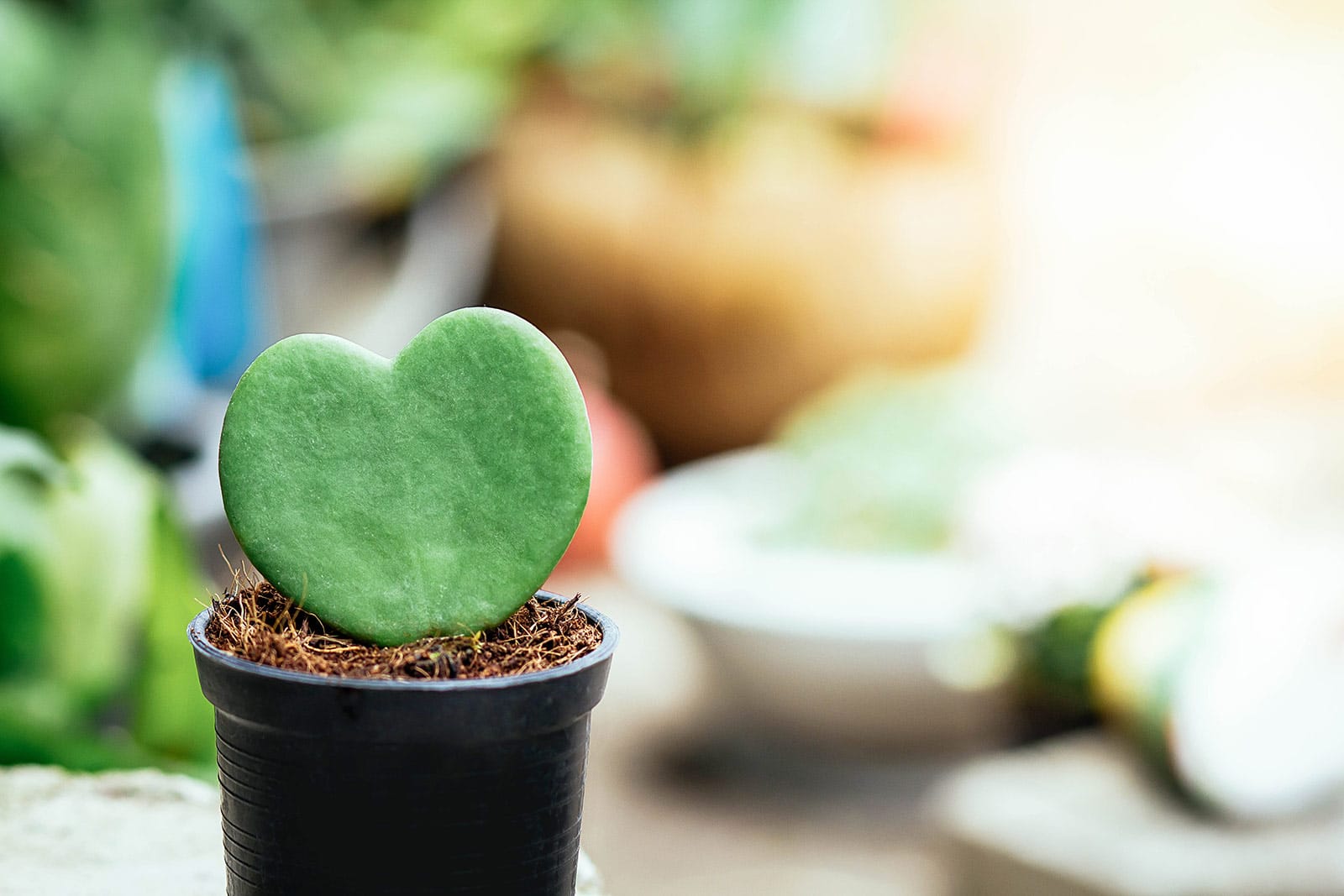 Valentine's Day Gifts for gardeners