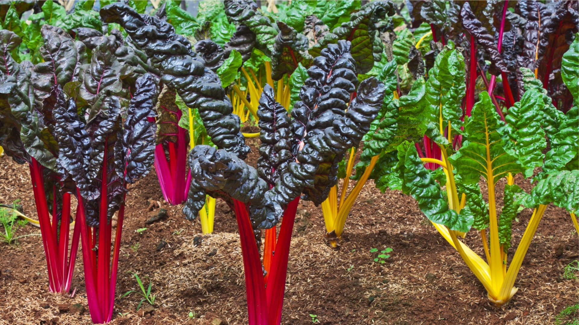 Swiss Chard