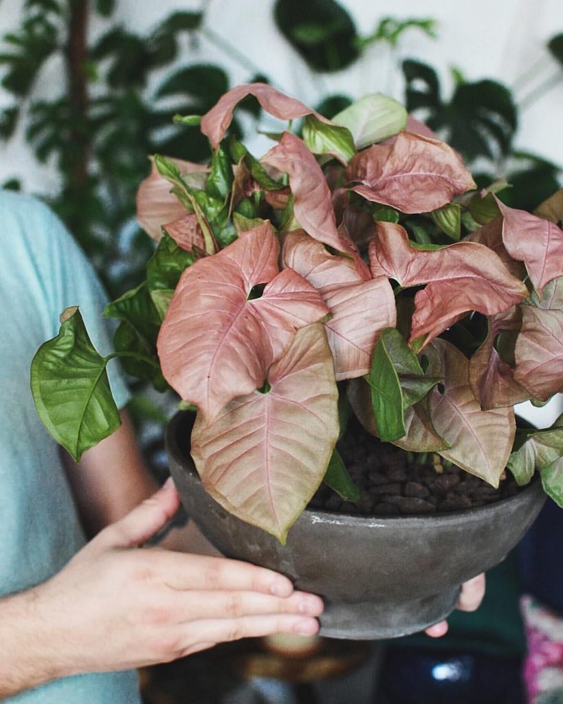 pink indoor plants