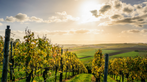 The best wine trails to explore around the world