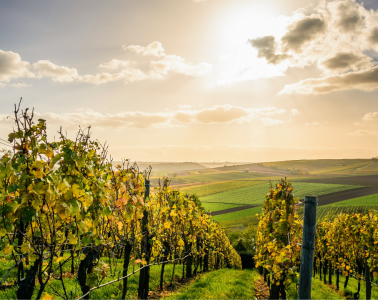 The best wine trails to explore around the world