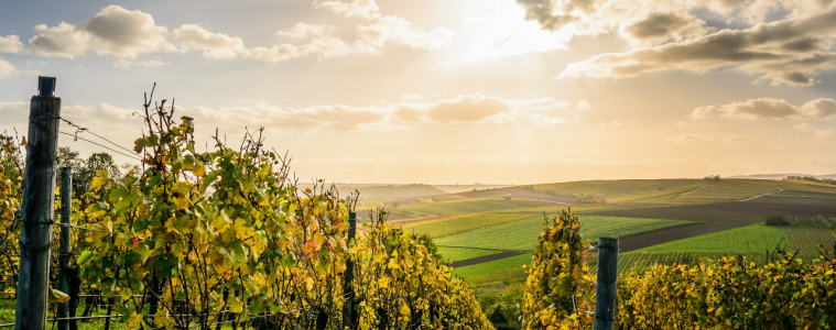 The best wine trails to explore around the world