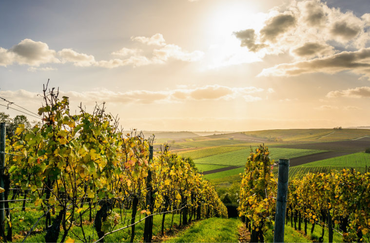 The best wine trails to explore around the world